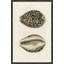Sea Shell Giclee Print