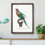 Red-Breasted Parakeet by F. Levaillant - Picture Frame Painting Print-55599012-55599013