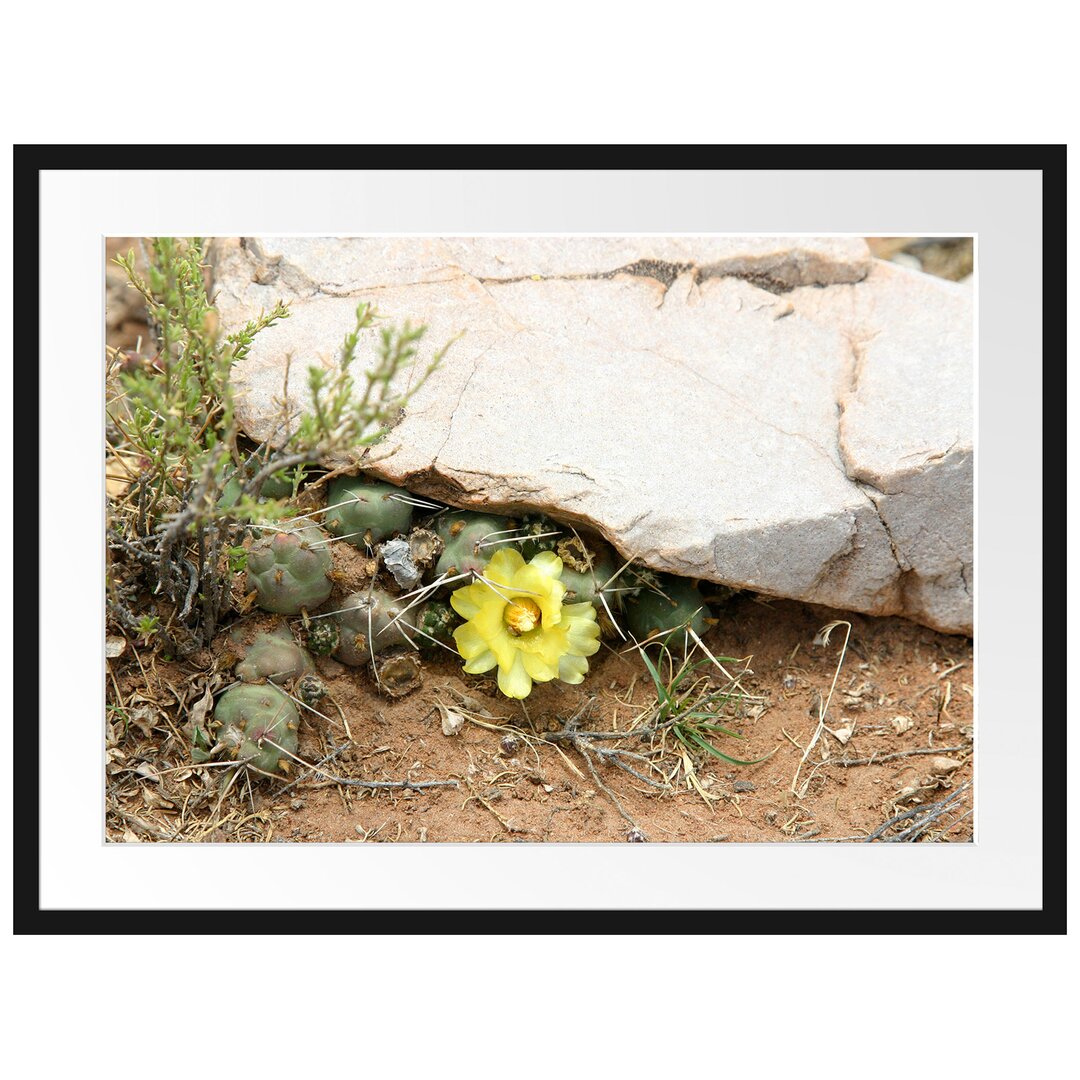 Gerahmtes Poster Kakteen mit gelber Blüte