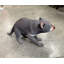 Statue de Tasmanian Devil