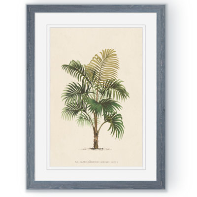 « palmierss iv » par paul cezanne-reproduction d’art sur image