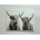 Impression sur toile Highland Cow: Rustic Farmhouse Wall Decor, 1P WhiteFramedCanves