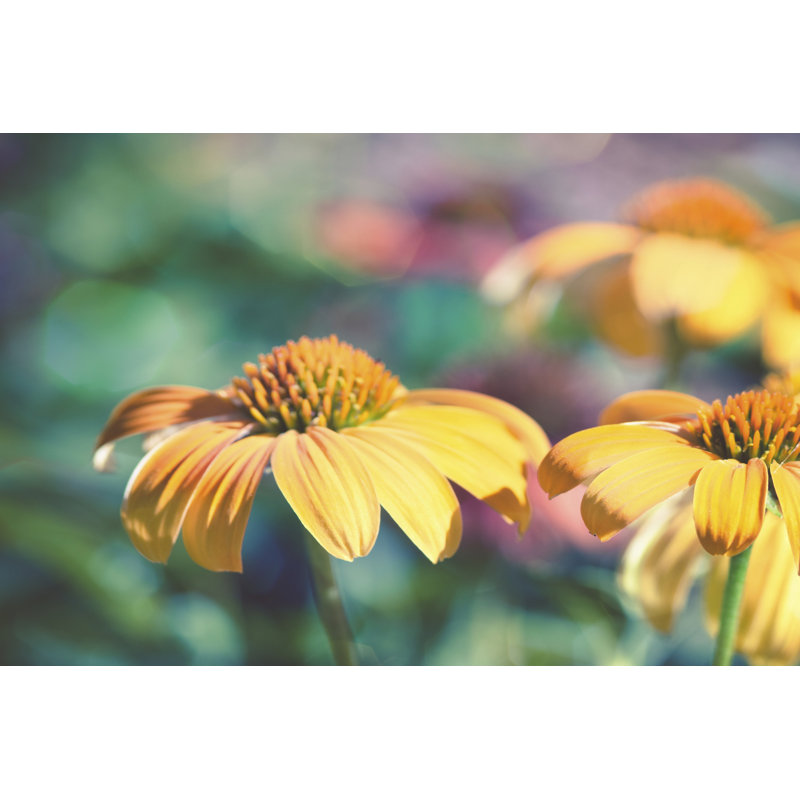 Mellow Yellows II - Wrapped Canvas Print, 30cm H x 46cm W x 3.8cm D