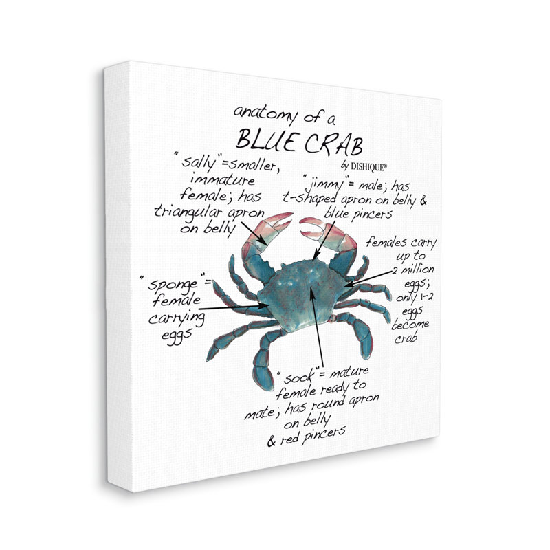 «Crab Anatomy Facts toutefois», H 24 po x l 24 po x P 1,5 po