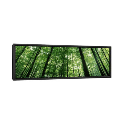 «Panoramic Low Angle View of Beech Trees», Bade-Wurtbourg, Allemagne # 3 - reproduction d'art sur toile tendue