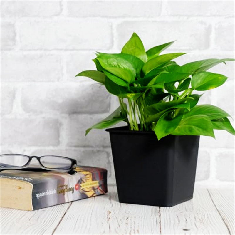 Pot de plante de jardin 7,9 "carré - pots de jardin en plastique avec drainage