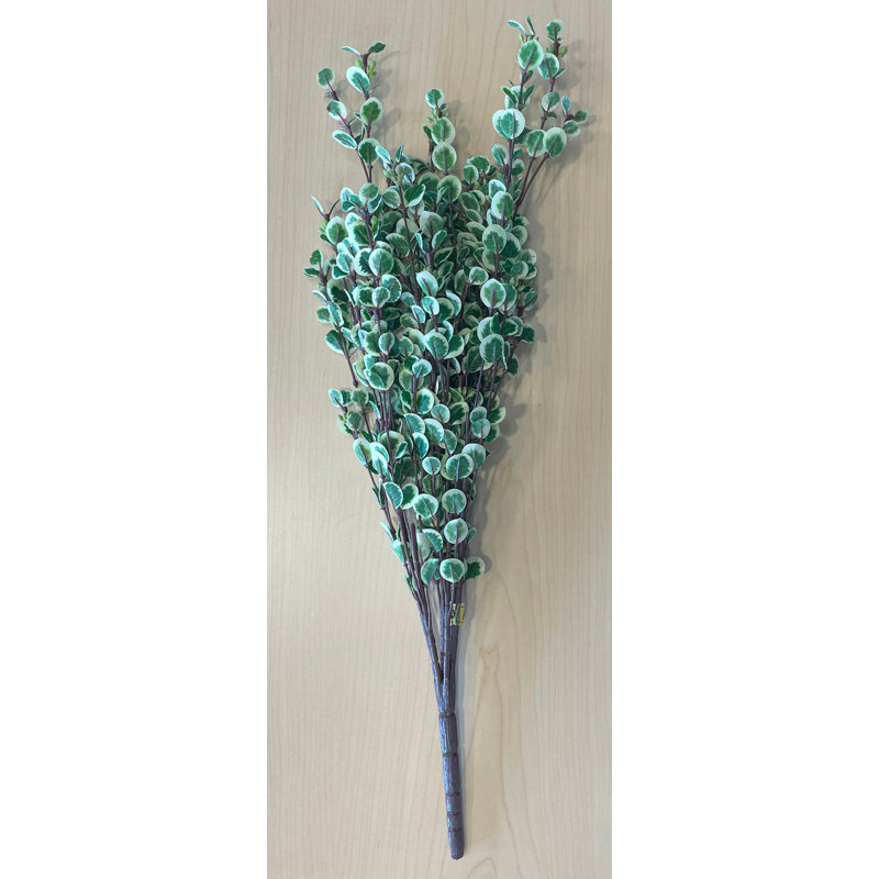 Arrangements floraux de pépéromia
