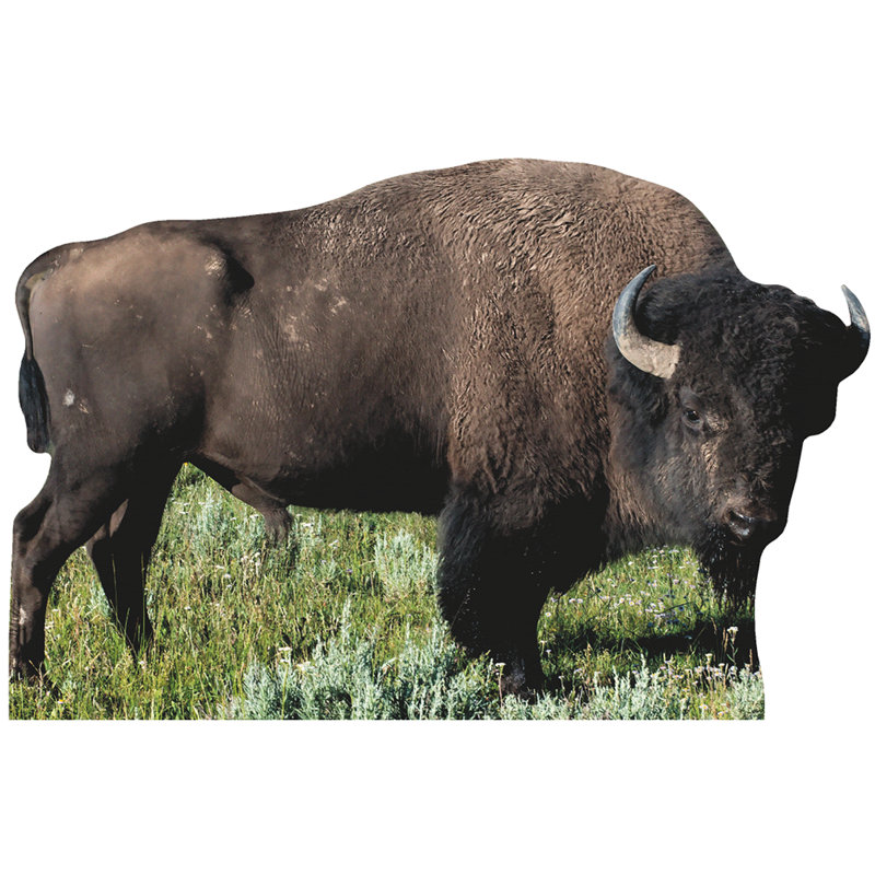American Bison Cardboard Standup