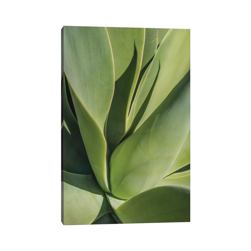 Aloe II by Barbara Markoff - Wrapped Canvas Print, 30.48cm H x 20.32cm W x 1.91cm D