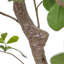 Faux Aralia Tree-Faux Aralia Tree-8'-150141452