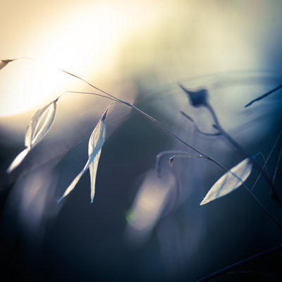 Sunlights by Jeja - Wrapped Canvas Print