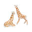 Giraffes