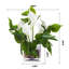 Arrangement floral dans un vase