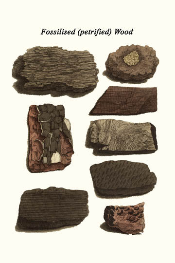 Bois fossilisé-impression d’art graphique, H 36 po x l 24 po x P 1,5 po