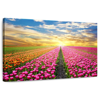 Tulipes des Pays-Bas Alvord