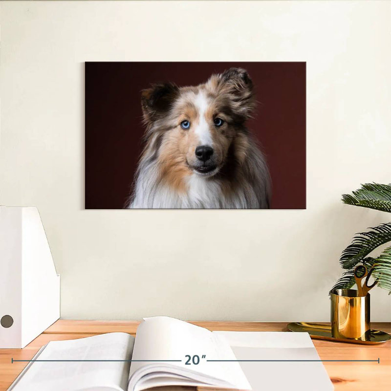 Adorable Sheltie, H 8 po x l 12 po