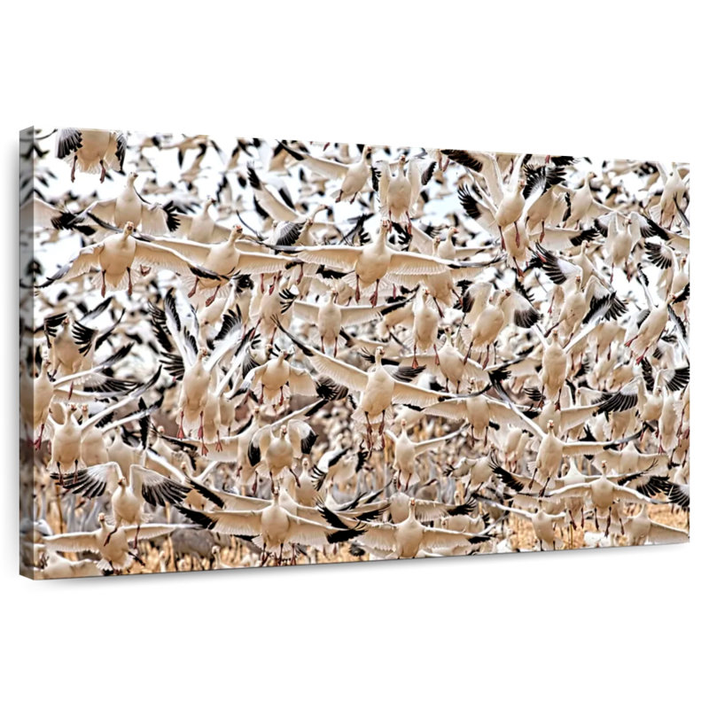Crowle Snow Geese In Bosque Del Apache II, 24" H x 36" W