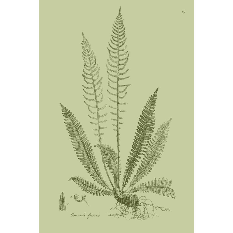 " Fresh Ferns I " by Curtis, 70233171