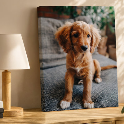 Toile, un chiot brun doré moelleux avec un doux manteau ondulé et de grands yeux noirs expressifs se trouve adorablement sur une toile texturée
