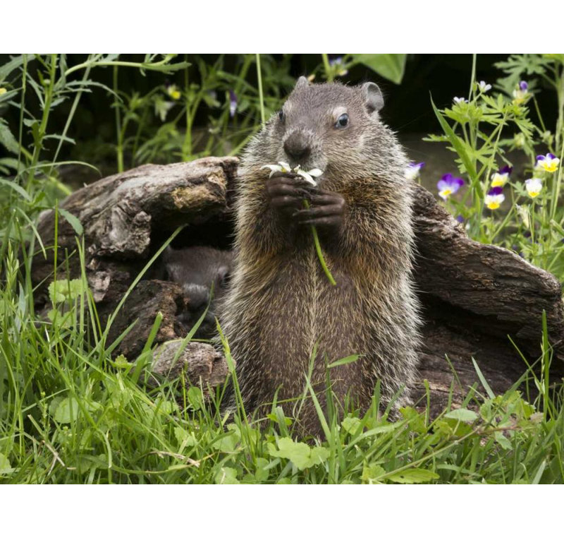 «Latitude Run® Kaveney, Wendy Gallery, art sur toile tendue: Minnesota, marmotte grès mangeant une fleur, H 36 po x l 46 po