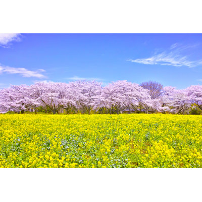 Reno Cherry Blossoms In Bloom - Wrapped Canvas Print