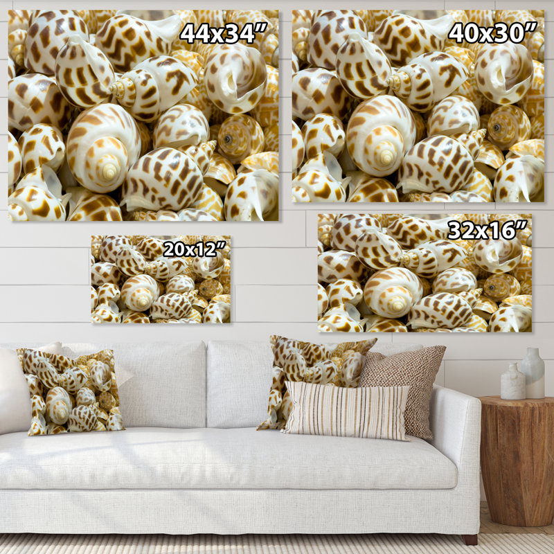 Gros plan de coquillages - art mural nautique et côtier sur toile, H 24 po x l 36 po x P 1 po, Toile tendue