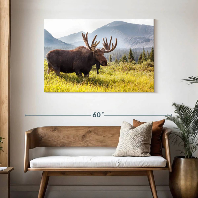 Orignal du Colorado Grassfield