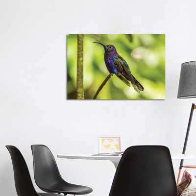 Costa Rica, Monte Verde Cloud Forest Reserve. Violet Sabrewing Close-up. by Jaynes Gallery - Wrapped Canvas Print