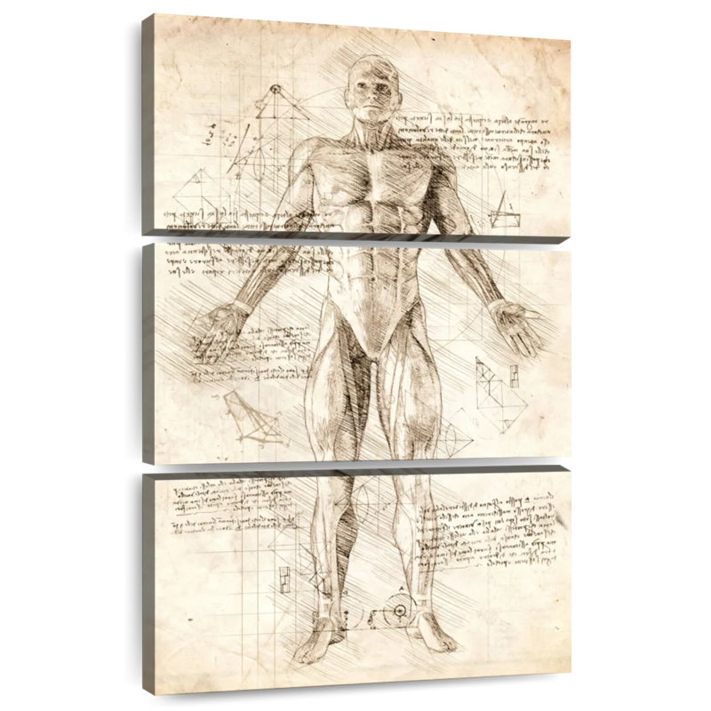Keiri Human Muscles Anatomy, 38" H x 24" W