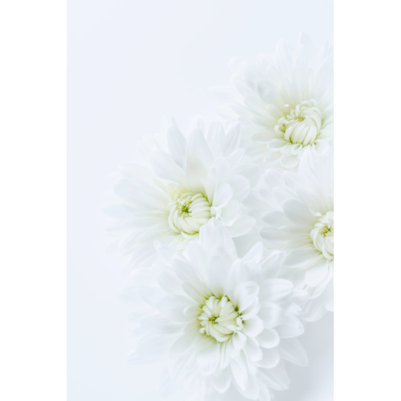 White Chrysanthemum Flower by Shironagasukujira - Wrapped Canvas Print, 30cm H x 20cm W