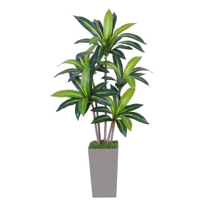 5-foot-tall Artificial Dracaena Realistic Indoor Potted Dracaena Tropical Floor For Offices Living Rooms And Indoor And Outdoor Decor