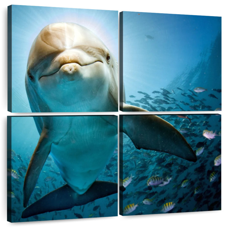 Brampt Curious Dolphin