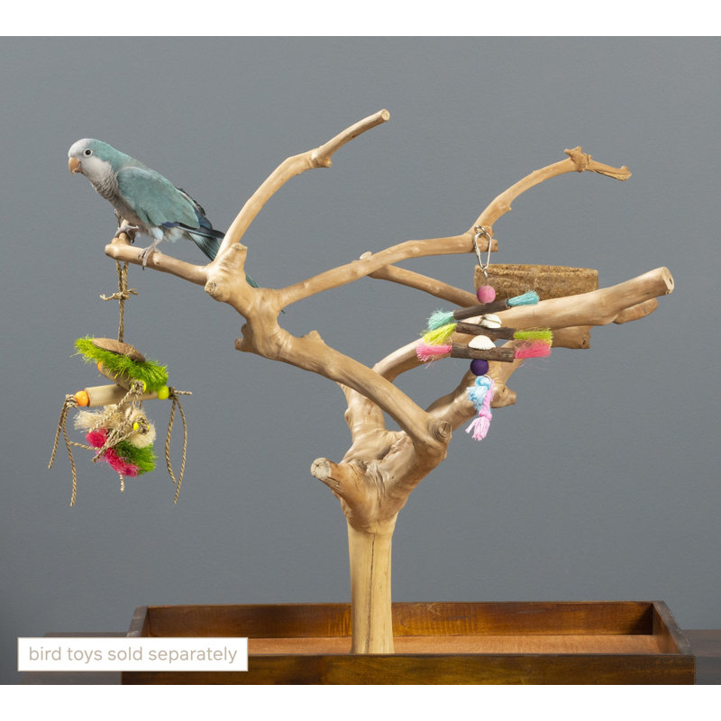 Medium Natural Brown Coffeawood Tabletop Bird Playstand