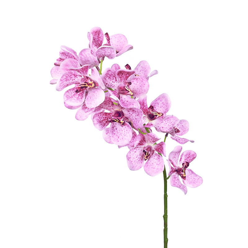 Tiges d'orchidées, Lavande