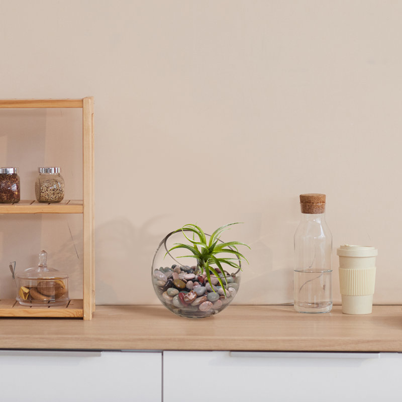 Succulent plante de bureau air