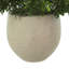 Outdoor UV-Rated Boxwood in Fiberstone Pot