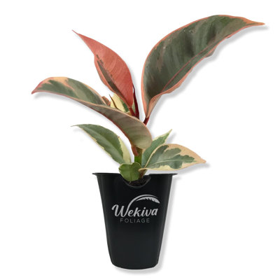 Ficus Tineke Tree - Live Starter Plant in a 2 Inch Pot - Ficus Elastica Tineke - Stunning Easy Care Interior Houseplant