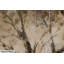 Canvas Picture The Wise Tree