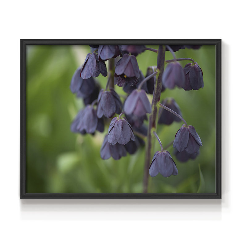 Aubergine -Framed Print - Restickable