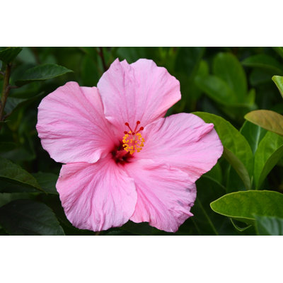 Pink Hibiscus Flowers by Kalichka - Wrapped Canvas Print
