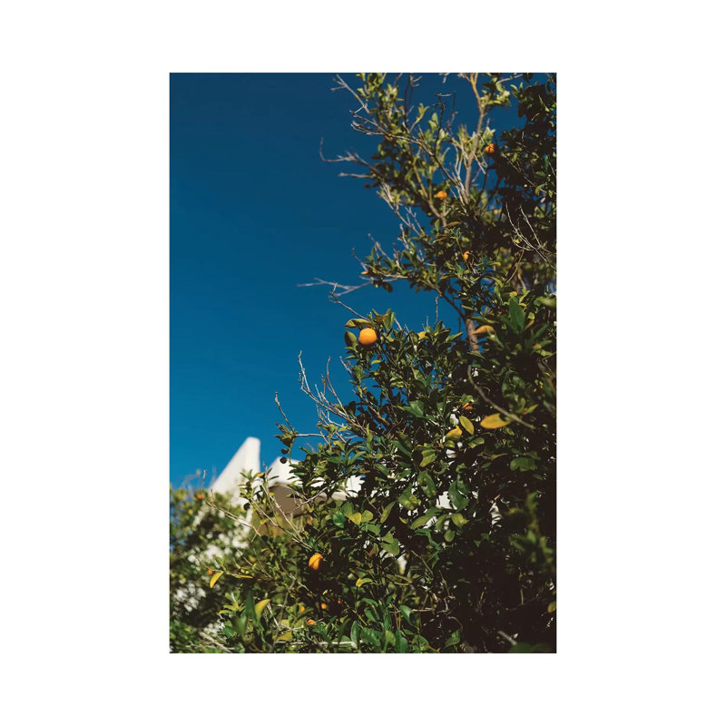 «California Orange Tree» par Bethany Young, reproduction de photo sur toile tendue, H 60 po x l 40po x P 1,5 po