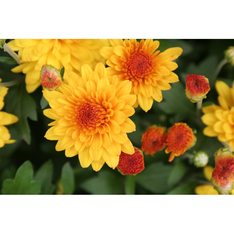 Autumn Mums by Rainyk - Wrapped Canvas Print, 30cm H x 46cm W x 3.8cm D