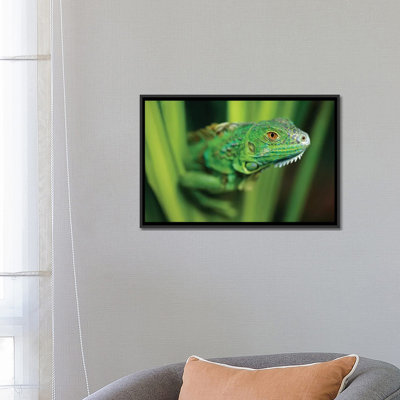 " Green Iguana Amid Green Leaves, Roatan Island, Honduras " by Tim Fitzharris
