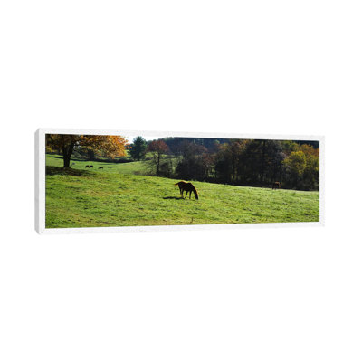 Horses grazing in a field, Kent County, Michigan, USA 1 Piece Panoramic Wall Art on Canvas