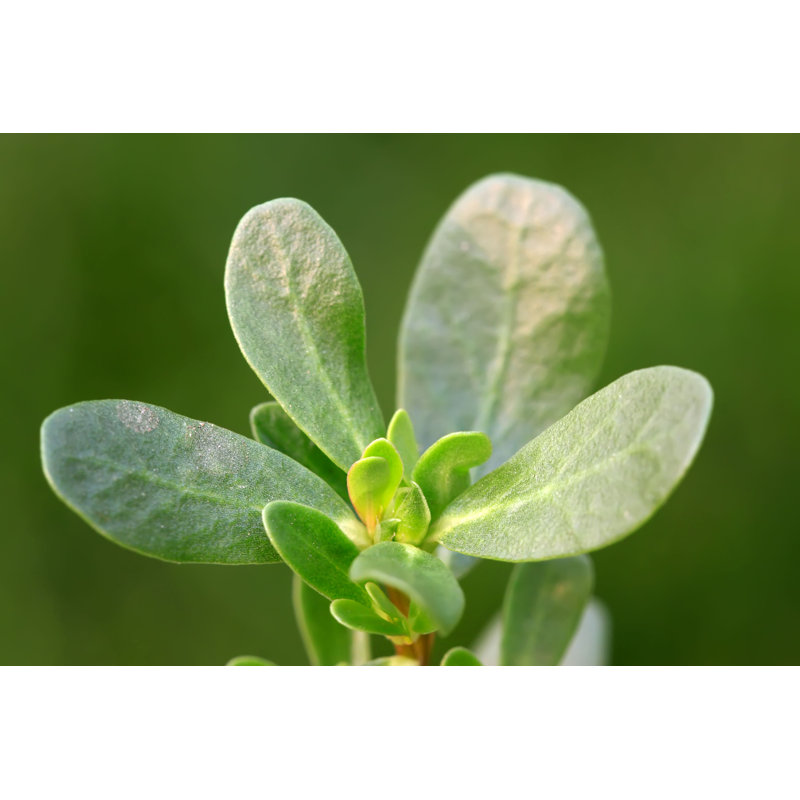 Purslane par - Photographie de toile tendue, L 12 po x H 8 po