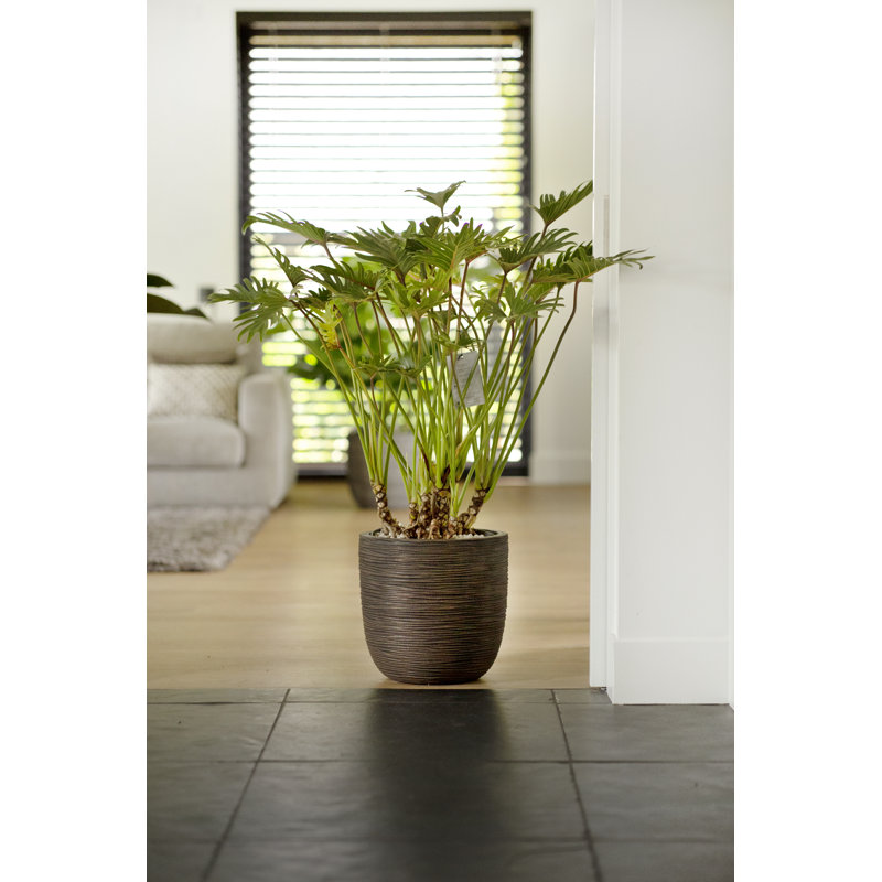 Pot Planter, 34cm H x 35cm W x 34cm D, Dark Brown