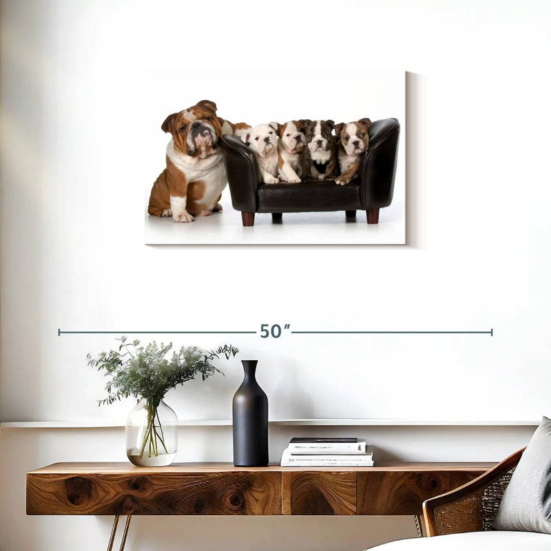 Bulldogs anglais Brampt, H 20 po x l 30 po