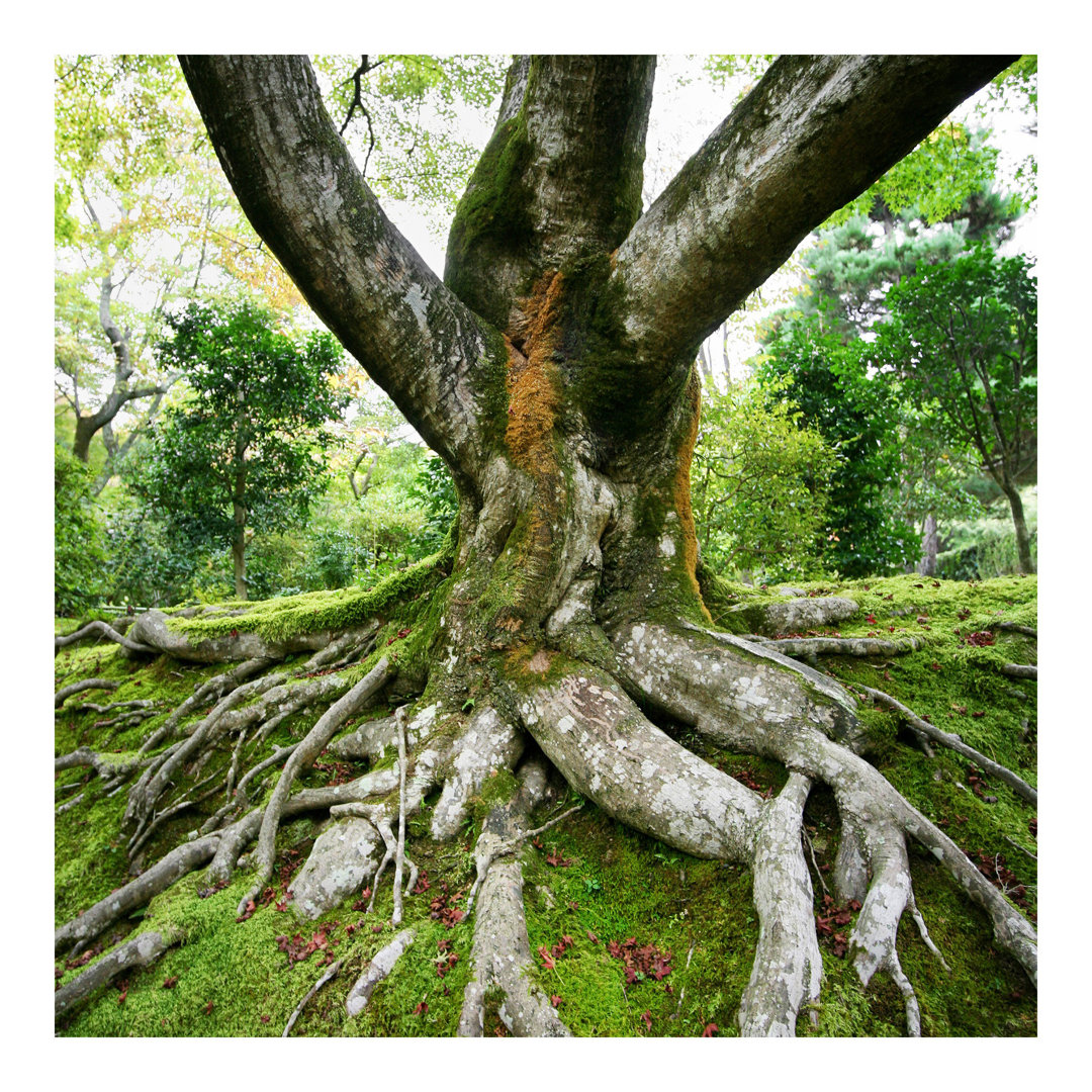 Seidenmatte Tapete Old Tree in the Forest