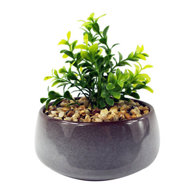 Annistin 16cm Plant