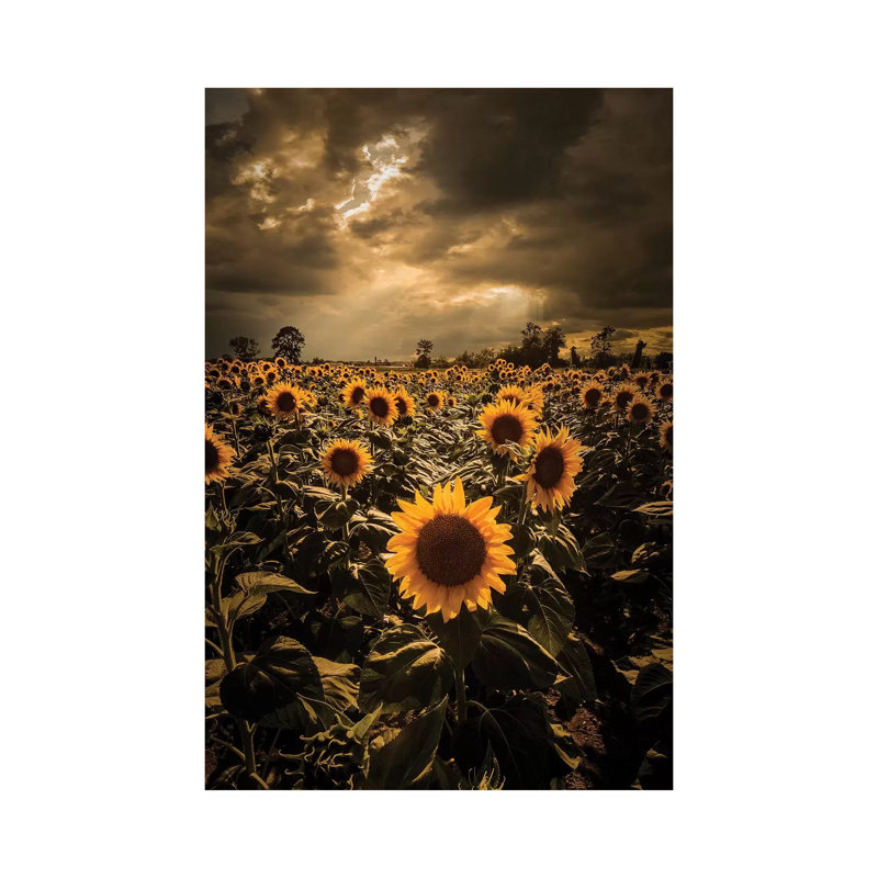«Sunflowers» par Enzo Romano, impression sur toile tendue, H 12 po x l 8 po x P 0,75 po